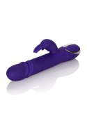 Thrusting Rabbit Signature Purple Thrusting Rabbit Signature Purple