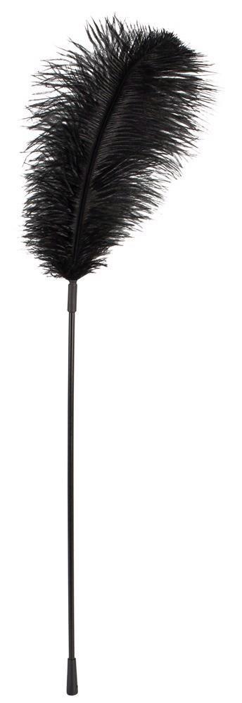 Black feather Bad Kitty Black feather Bad Kitty