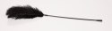 Black feather Bad Kitty Black feather Bad Kitty