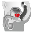 Plug/prostata-Joystick Prostata Booster, black Plug/prostata-Joystick Prostata Booster, black